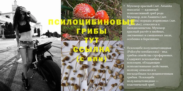 ПСИЛОЦИБИНОВЫЕ ГРИБЫ Абаза